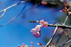 早春の神代植物公園【サクラ：神代曙】②20200315