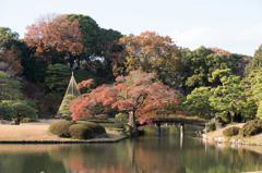 【六義園(田鶴橋)】20151212