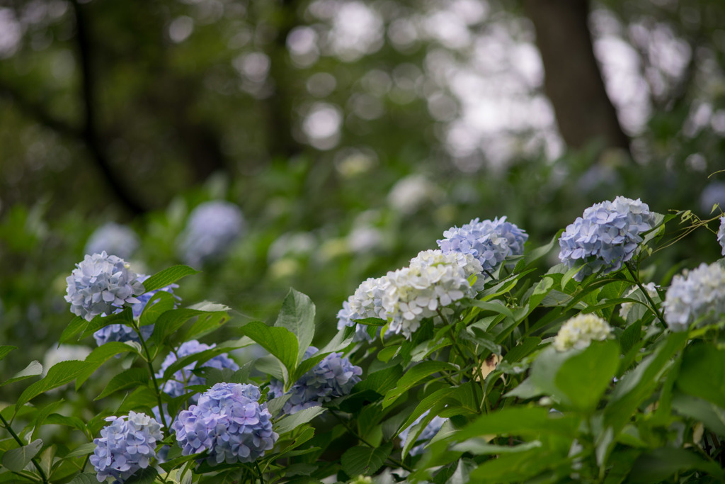 生田緑地のあじさい山【紫陽花】③20180623