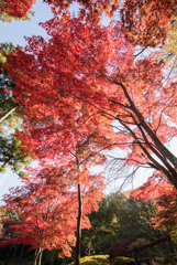 薬師池公園【モミジの真っ赤な場所】①20161120