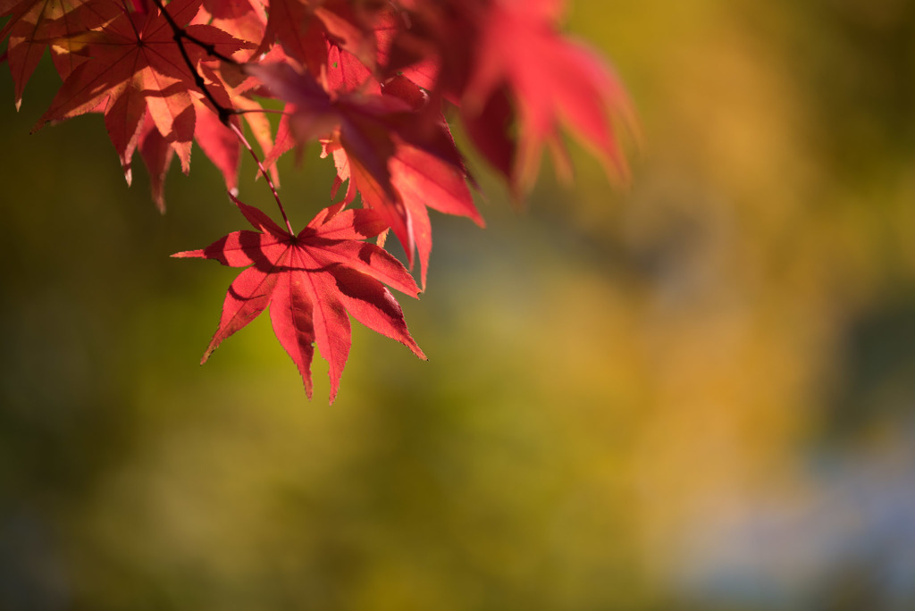 昭和記念公園【日本庭園の紅葉】③20171105