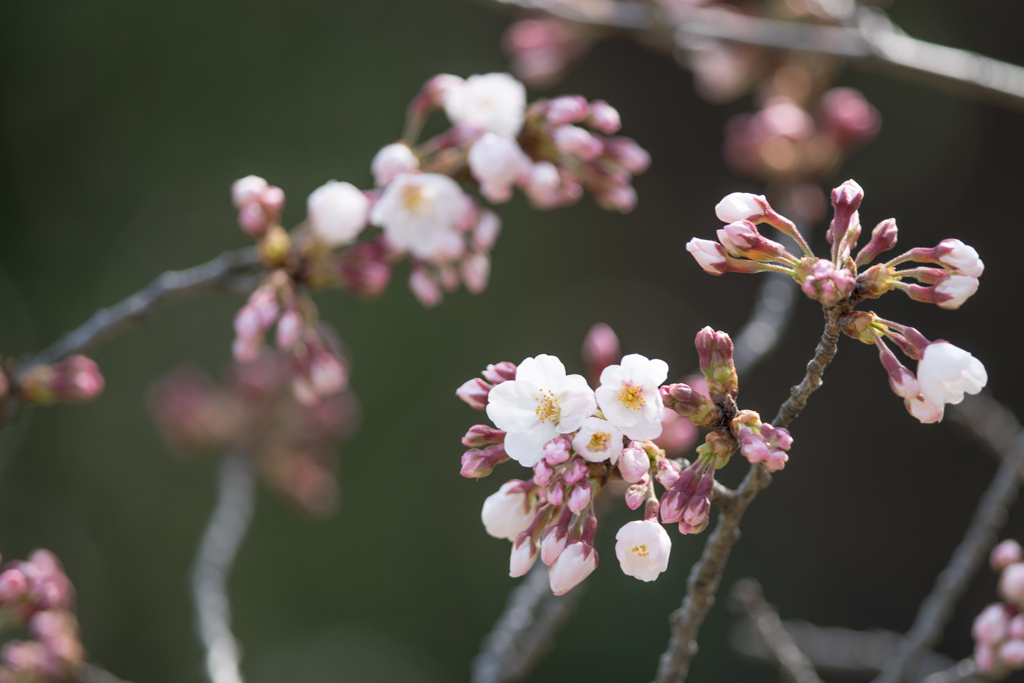 本牧山頂公園【桜：染井吉野】②20220325