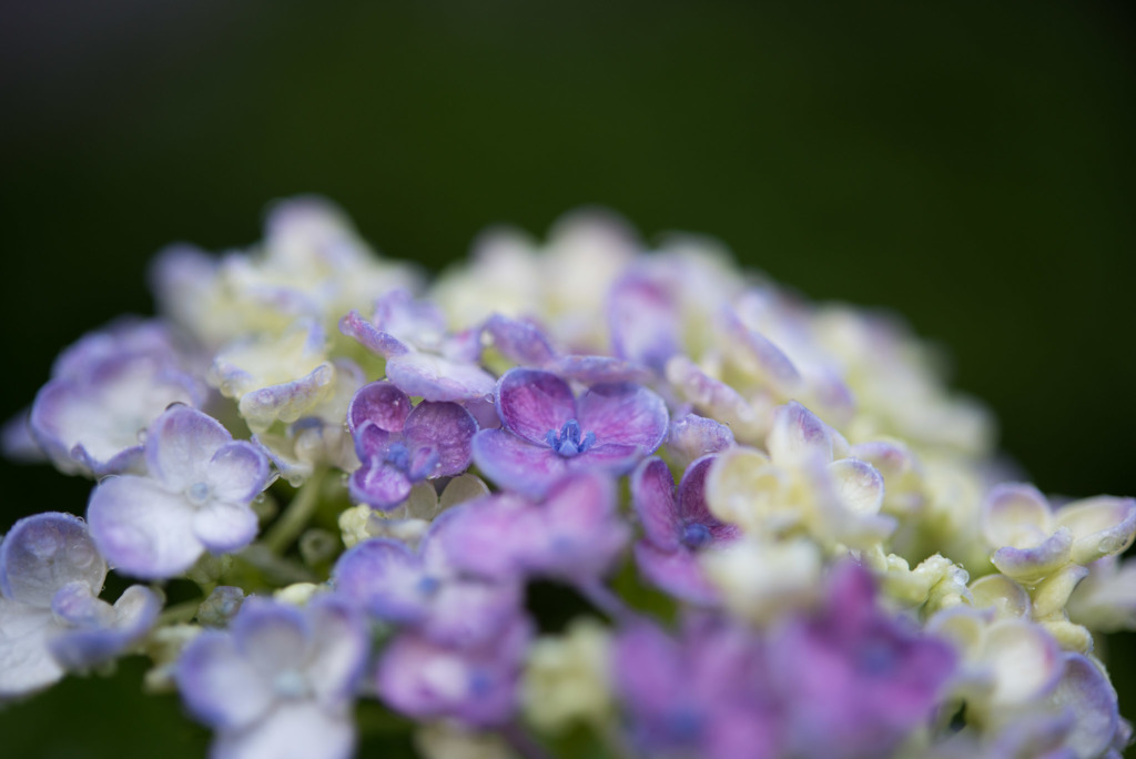 庭の花【渦紫陽花】②20170610