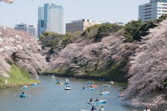 【千鳥ヶ淵の桜】③20180325