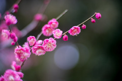 大船フラワーセンター【梅の花：唐梅】②20200215