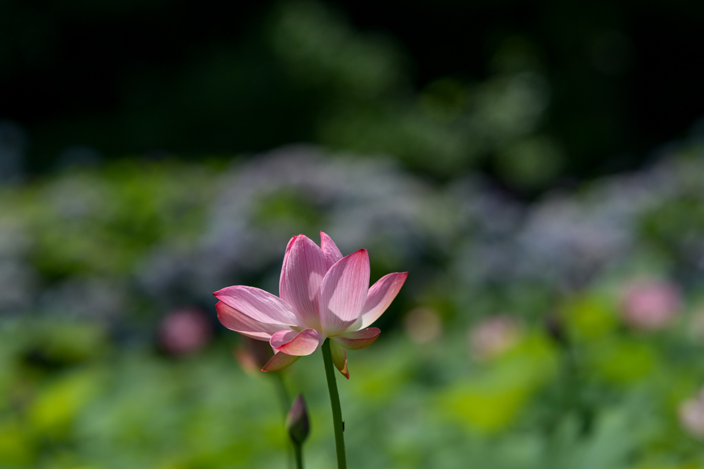 花菜ガーデン【田んぼたんぼのハスの花】①20240624