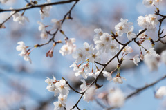 【テリタビーズ公園(染井吉野)】①20150328