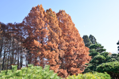 神代植物公園【メタセコイヤ】①20251130