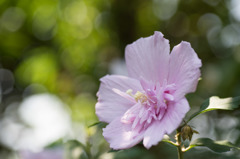 【大船植物園(ムクゲ：花笠)】20150802