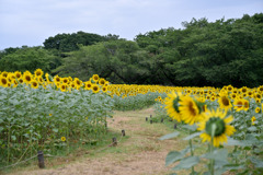 昭和記念公園【原っぱ東花畑のヒマワリ(24-70mm)】③20250807