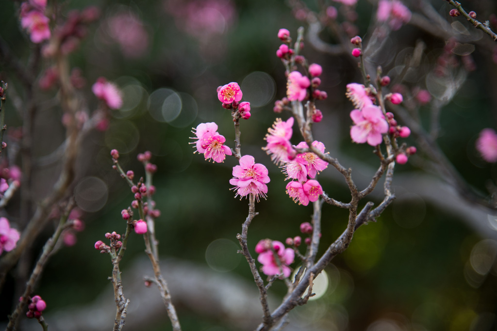 府中市郷土の森【梅の花：佐橋紅】②20210116