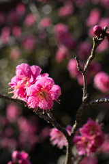 大船フラワーセンター【梅の花：大盃】④20220211