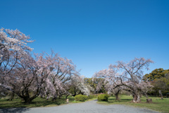 小石川植物園【桜林の眺め】①20210323