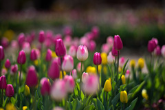 花菜ガーデン【アイスチューリップ(白ピンク系)】20251219