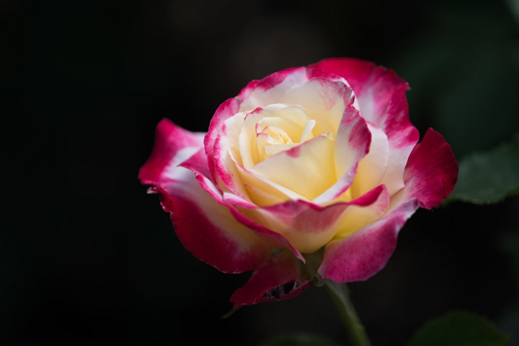 【大船植物園(ダブル・ディライト)】20150503