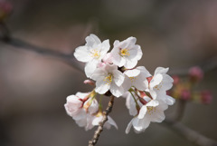 本牧山頂公園【桜：染井吉野】③20180324