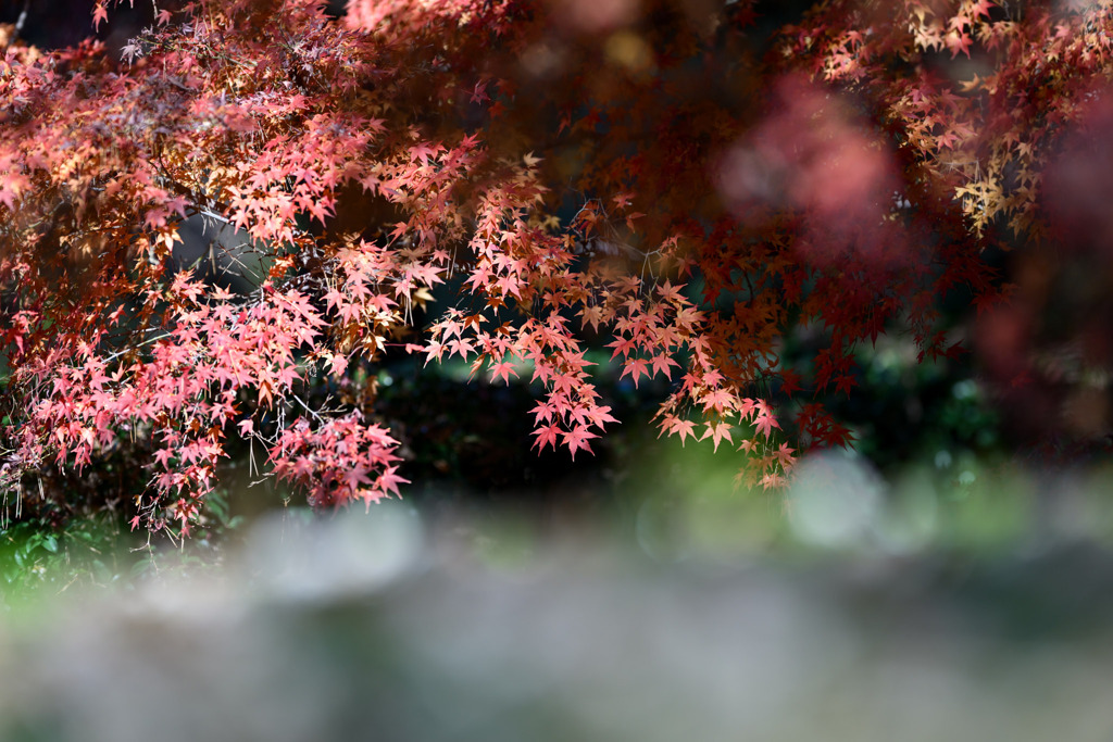 神代植物公園【築山のモミジ】②20251130