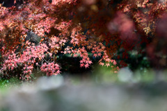 神代植物公園【築山のモミジ】②20251130