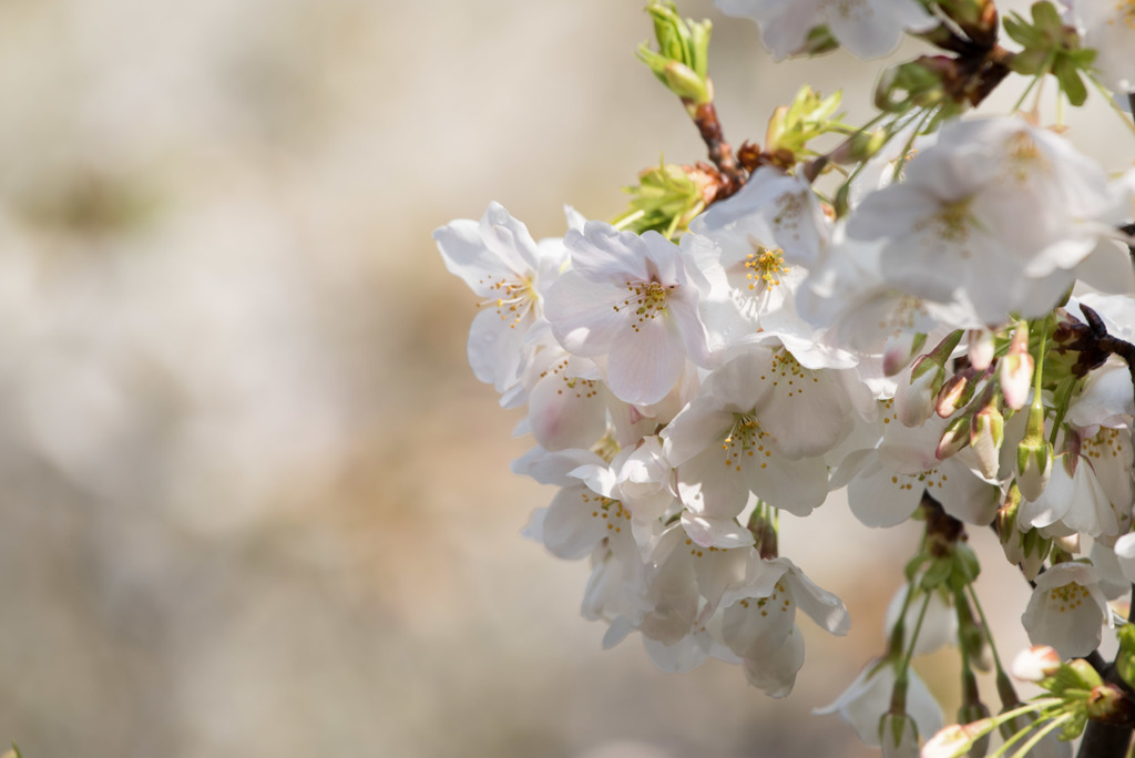 本牧山頂公園【桜：大島桜】④20180324