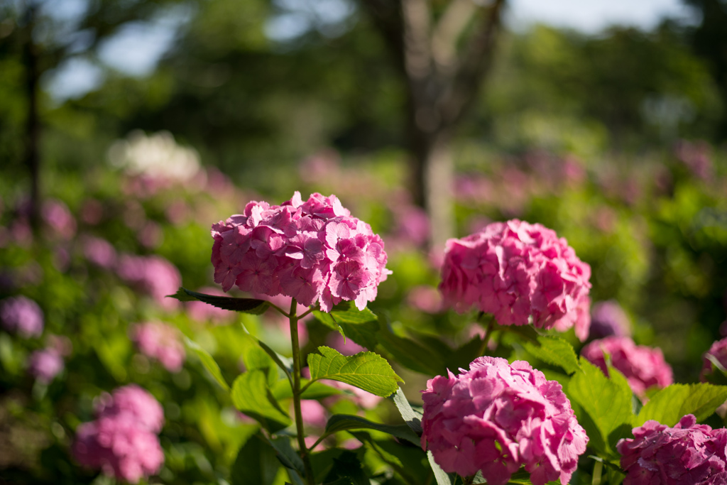 相模原北公園【紫陽花：ミセス・クミコ】②20220619