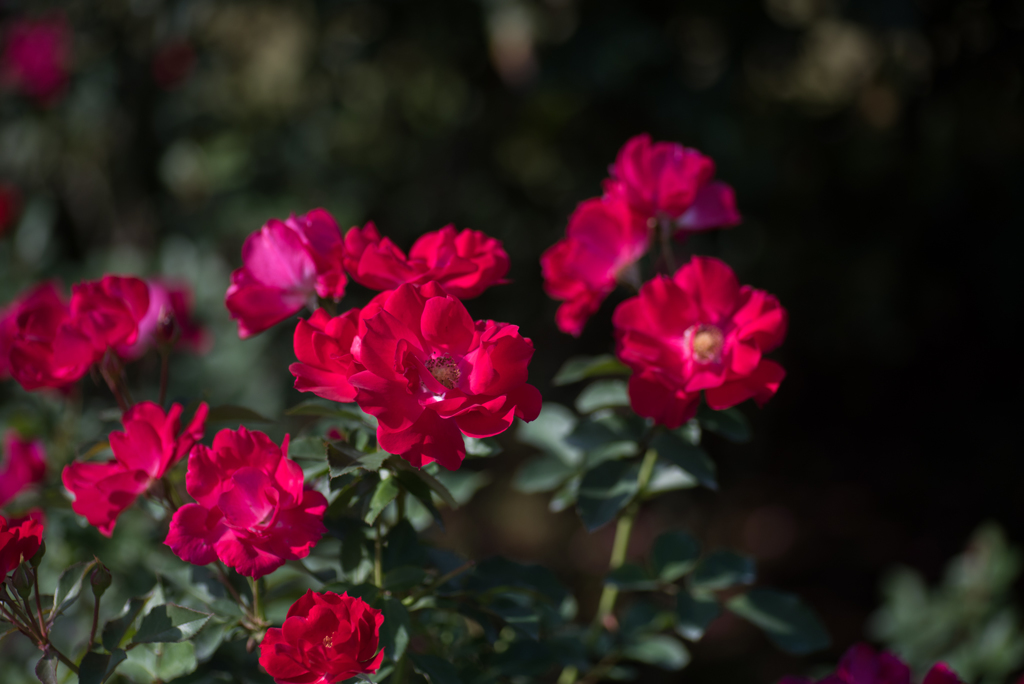 【京成バラ園(薔薇：ファッショニスタ)】20161023