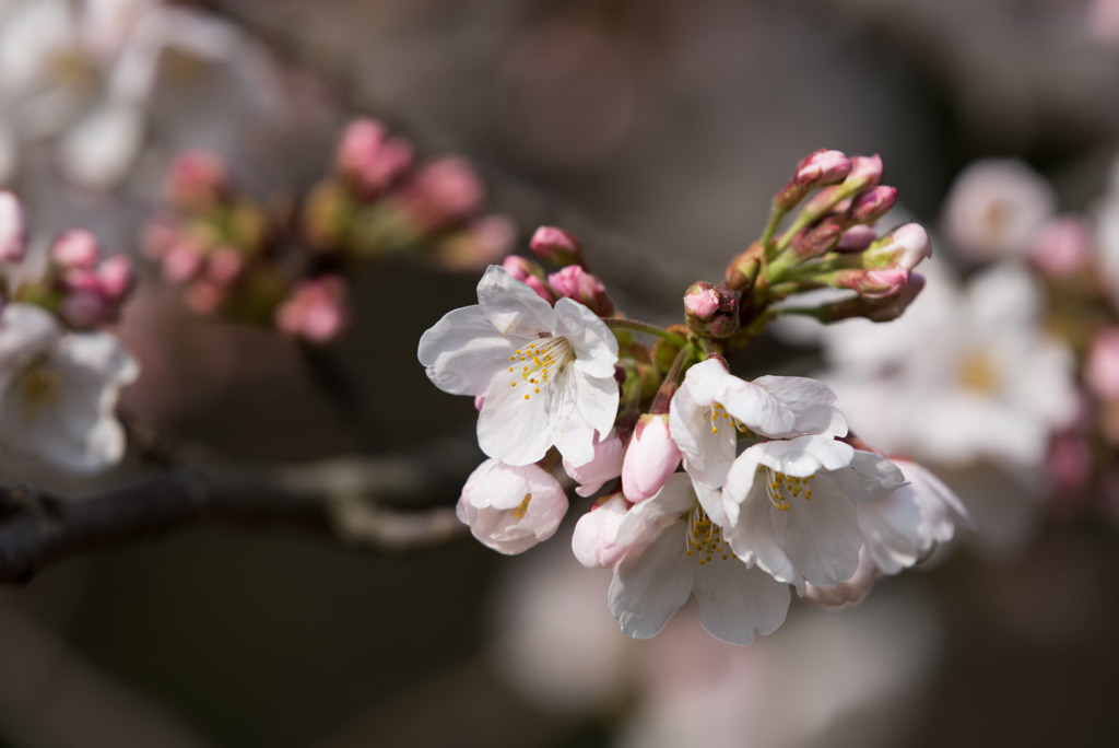 本牧山頂公園【桜：染井吉野】①20180324