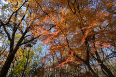 神代植物公園【かえで園： 神代小橋付近】⑤20191214
