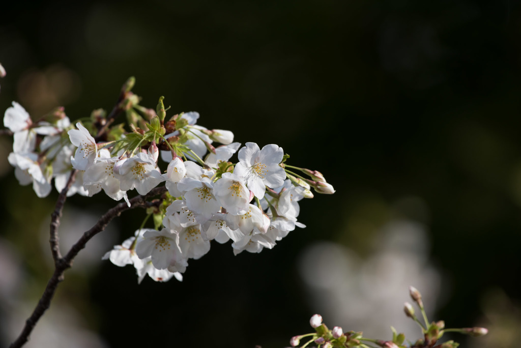 本牧山頂公園【桜：大島桜】⑤20180324
