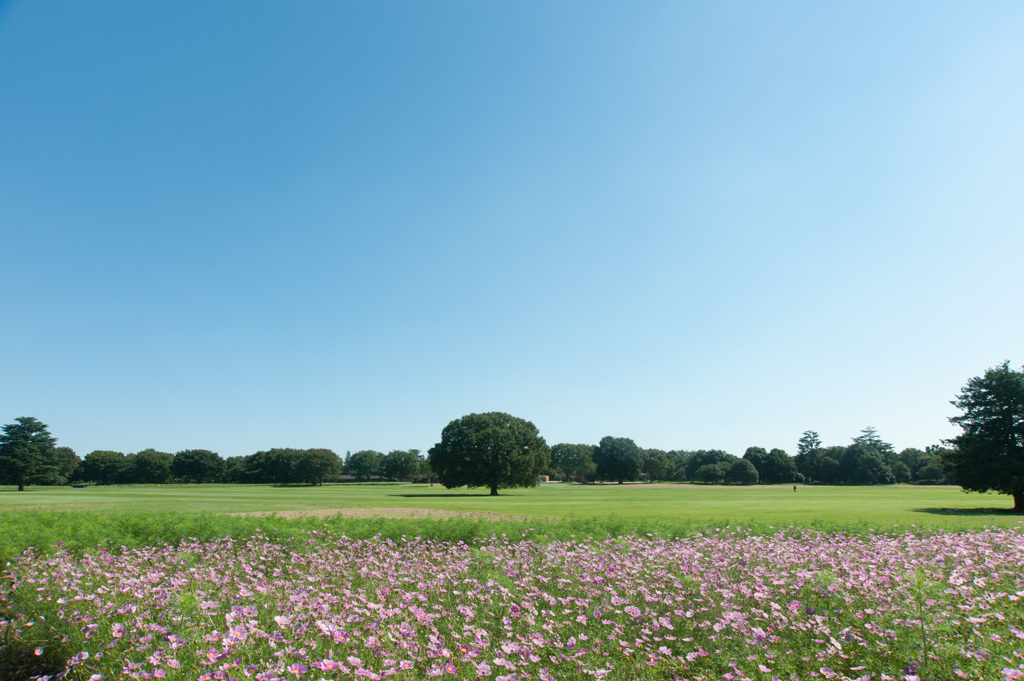 【昭和記念公園・みんなの原っぱ】20140914