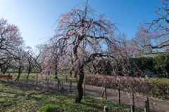 府中市郷土の森【梅の花：藤牡丹枝垂】①20200224