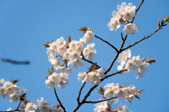 近所のサクラ【テリタビーズ公園：たぶん山桜】①20200408