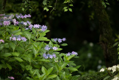 浄慶寺【紫陽花：ハナビ】①20180616