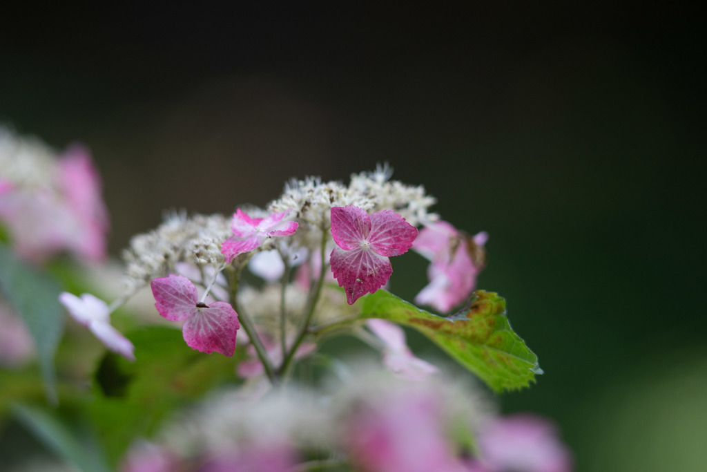 薬師池公園【紫陽花：舞妓】20180609
