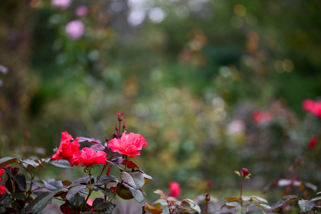 大船フラワーセンター【秋パラ：パーマネント・ウェーブ】20251102