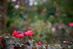 大船フラワーセンター【秋パラ：パーマネント・ウェーブ】20251102