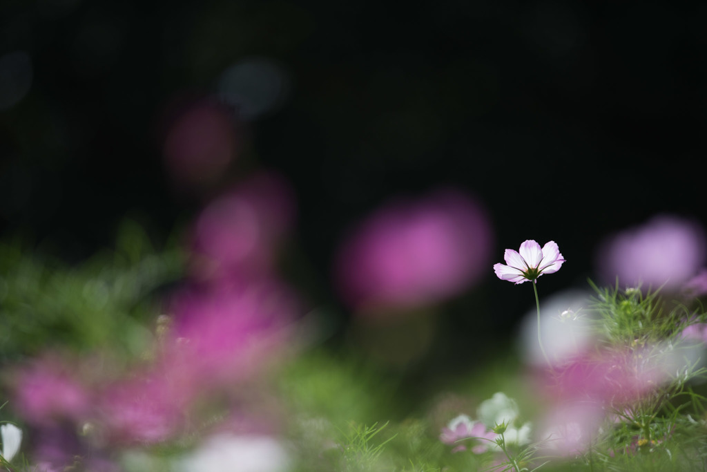 【昭和記念公園(花の丘「黒の背景」】③20151003