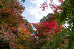 京都紅葉狩り【光明寺：紅葉】②20201122