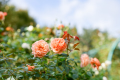 花菜ガーデン【秋パラ：ルイーズ・クレメンツ】20251027