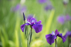 【正覚寺の花菖蒲(紫)】③20150531