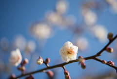 小田原フラワーガーデン【梅：古城の春】②20170107