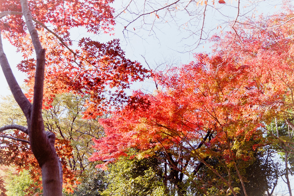 【ささぶねの小路沿いの紅葉】②20181125