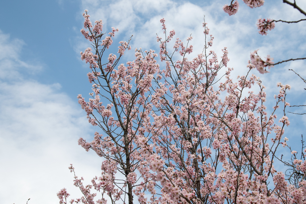 新宿御苑【早咲き桜：東海桜】①20220320