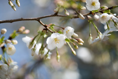 本牧山頂公園【桜：大島桜】②20220325