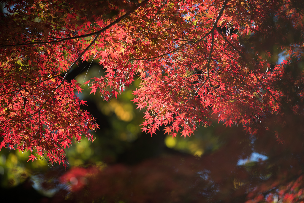 神代植物公園【深大寺周辺の紅葉】20211127