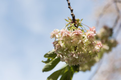 【新宿御苑(桜：御衣黄)】20150418
