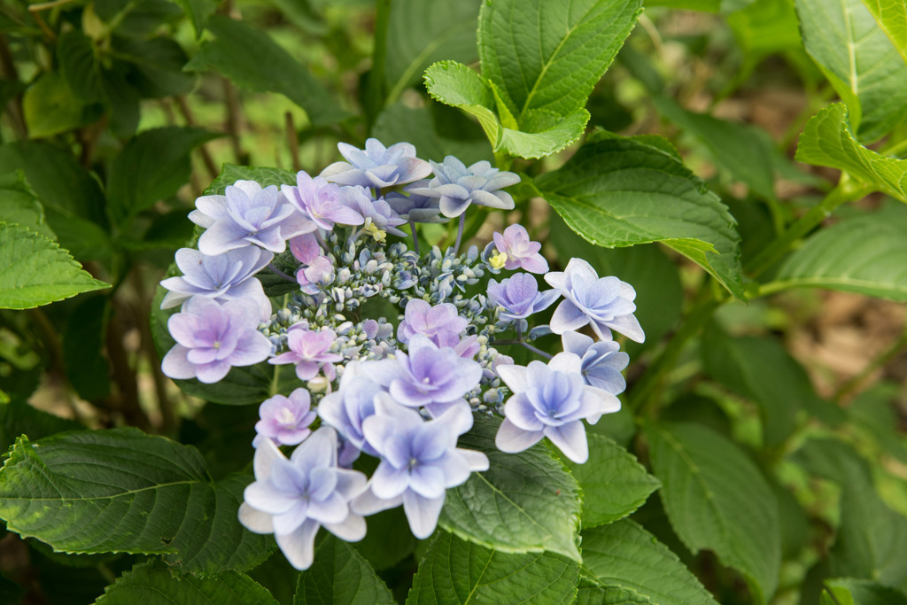 【相模原麻溝公園(萼紫陽花)】②20150613