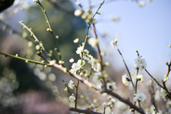 大倉山公園梅林【梅の花：緑蕚梅】20260206