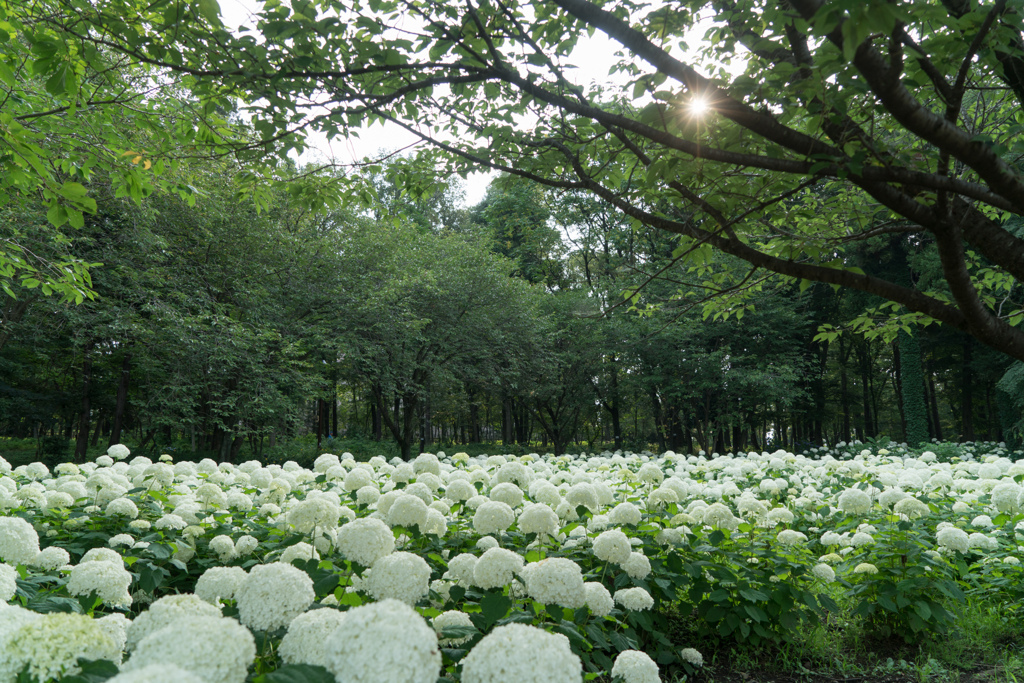 相模原北公園【紫陽花：アナベル】②20230619