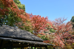 都内紅葉巡り【六義園：つつじ茶屋付近の紅葉】③20251128