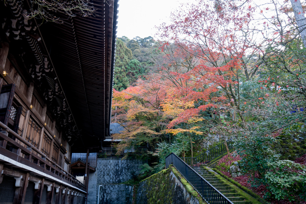 京都の紅葉【永観堂：御影堂付近】③20201126